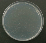 抗菌試験写真